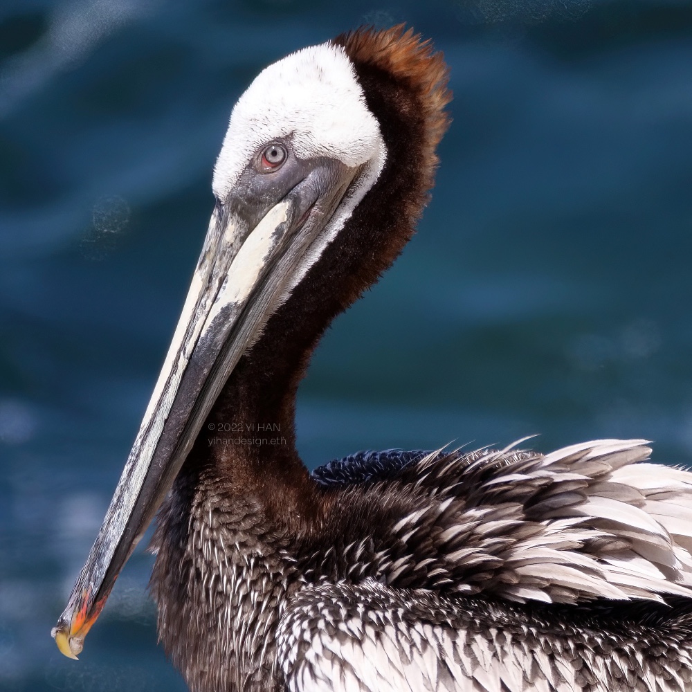 brown pelican.jpg