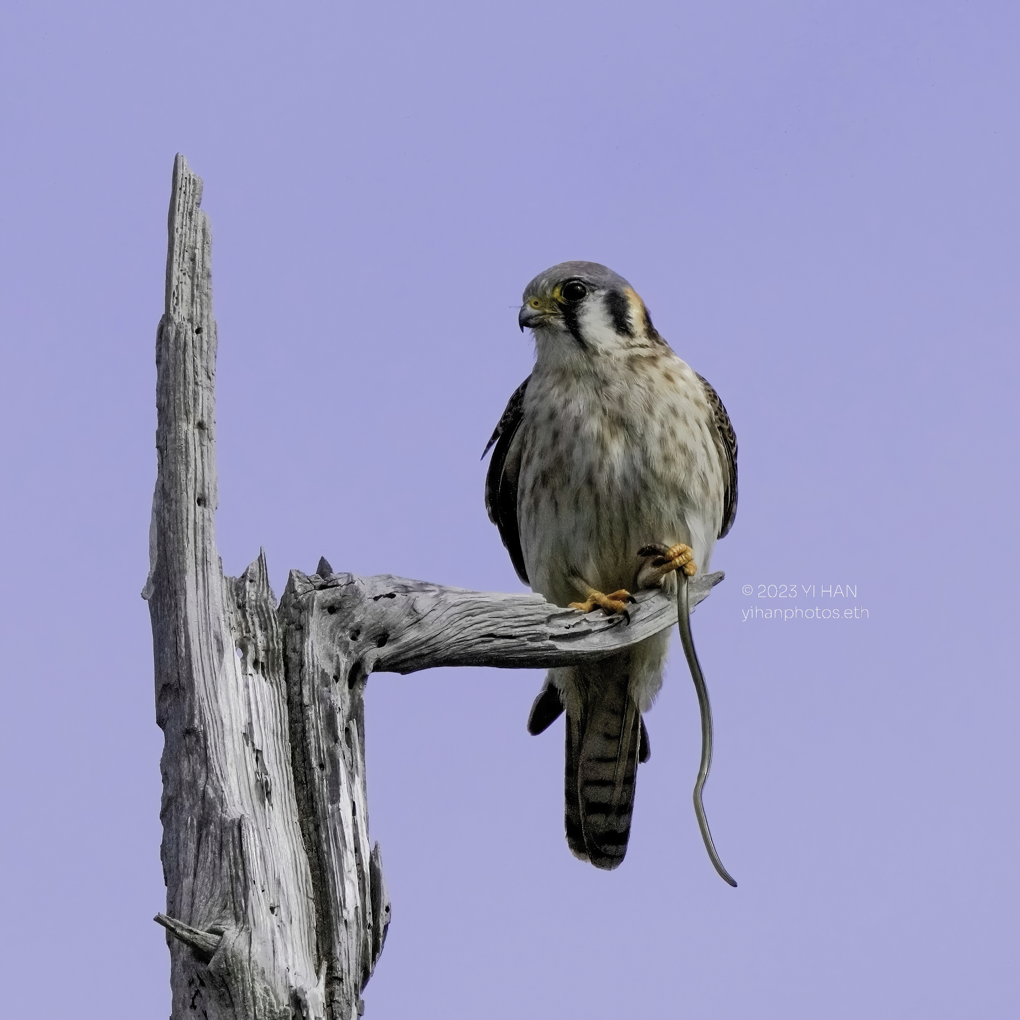 american_kestrel