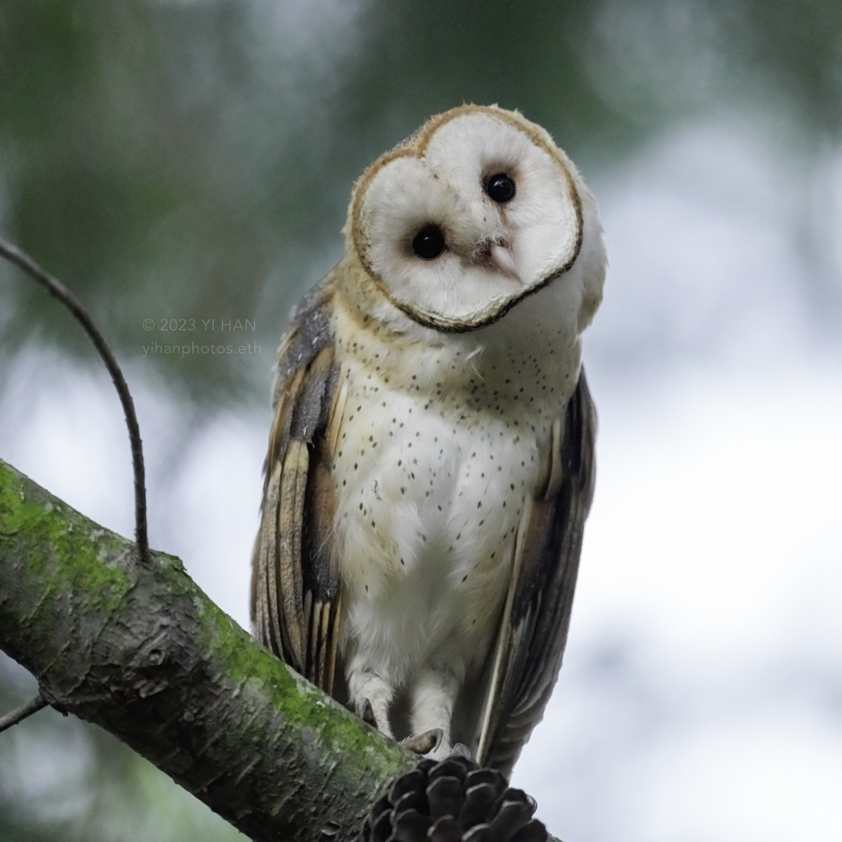 barn_owl_woods_1