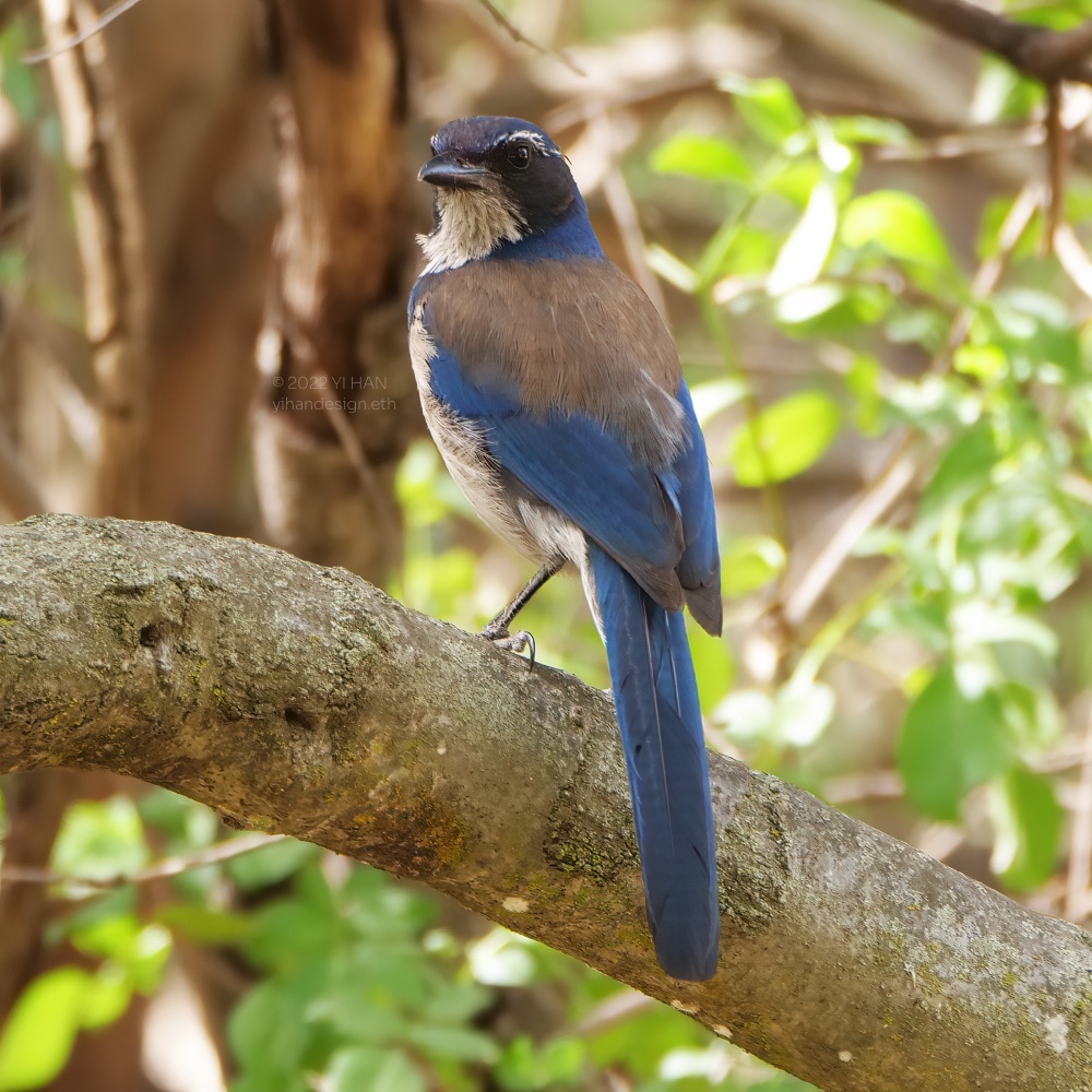 california scrub jay_2.jpg