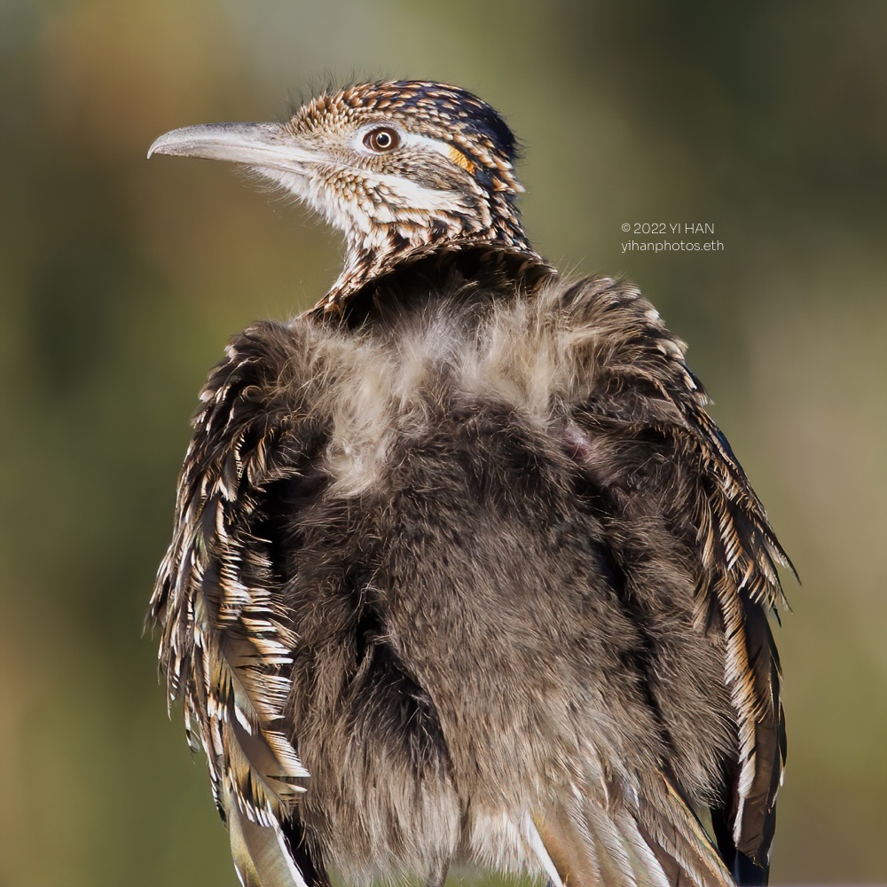 great_roadrunner_sunbathing_2