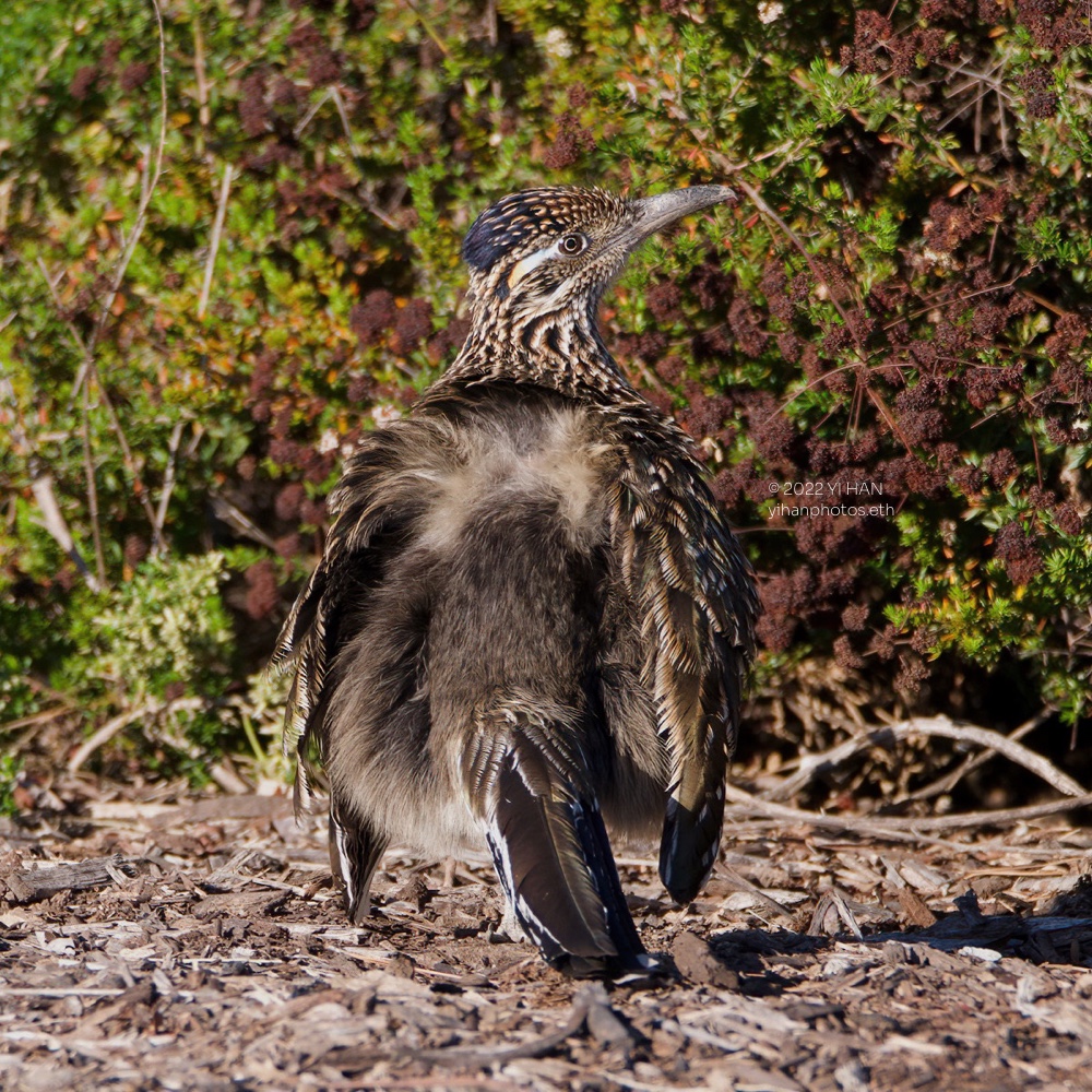 great_roadrunner_sunbathing_3