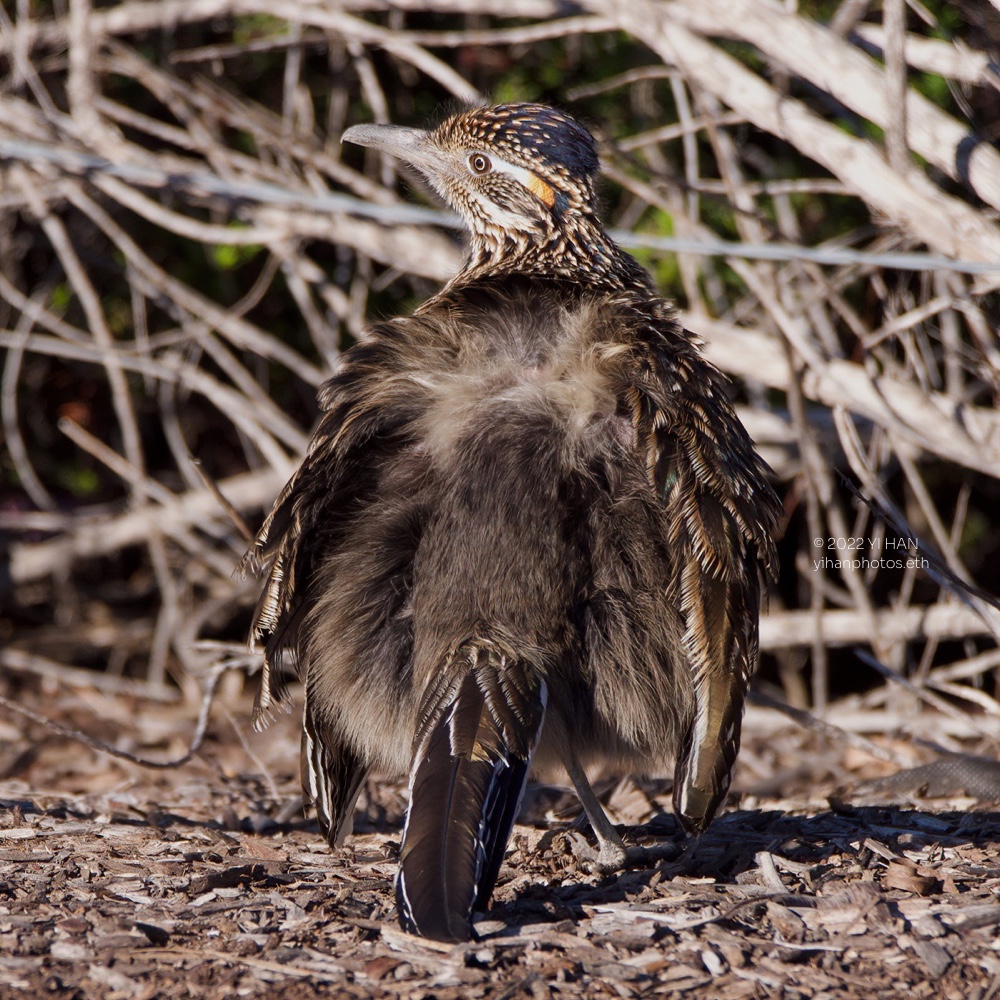 great_roadrunner_sunbathing_4