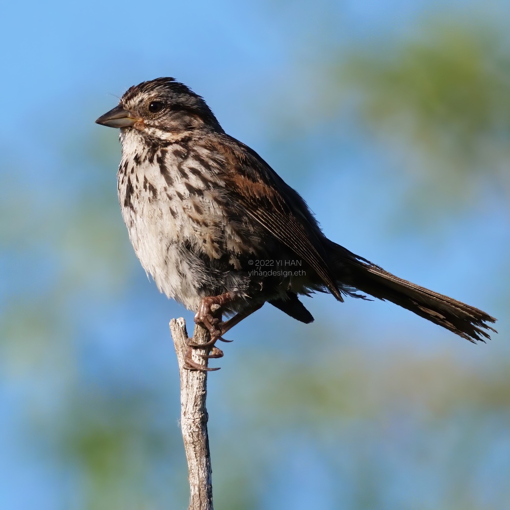 song sparrow.jpg