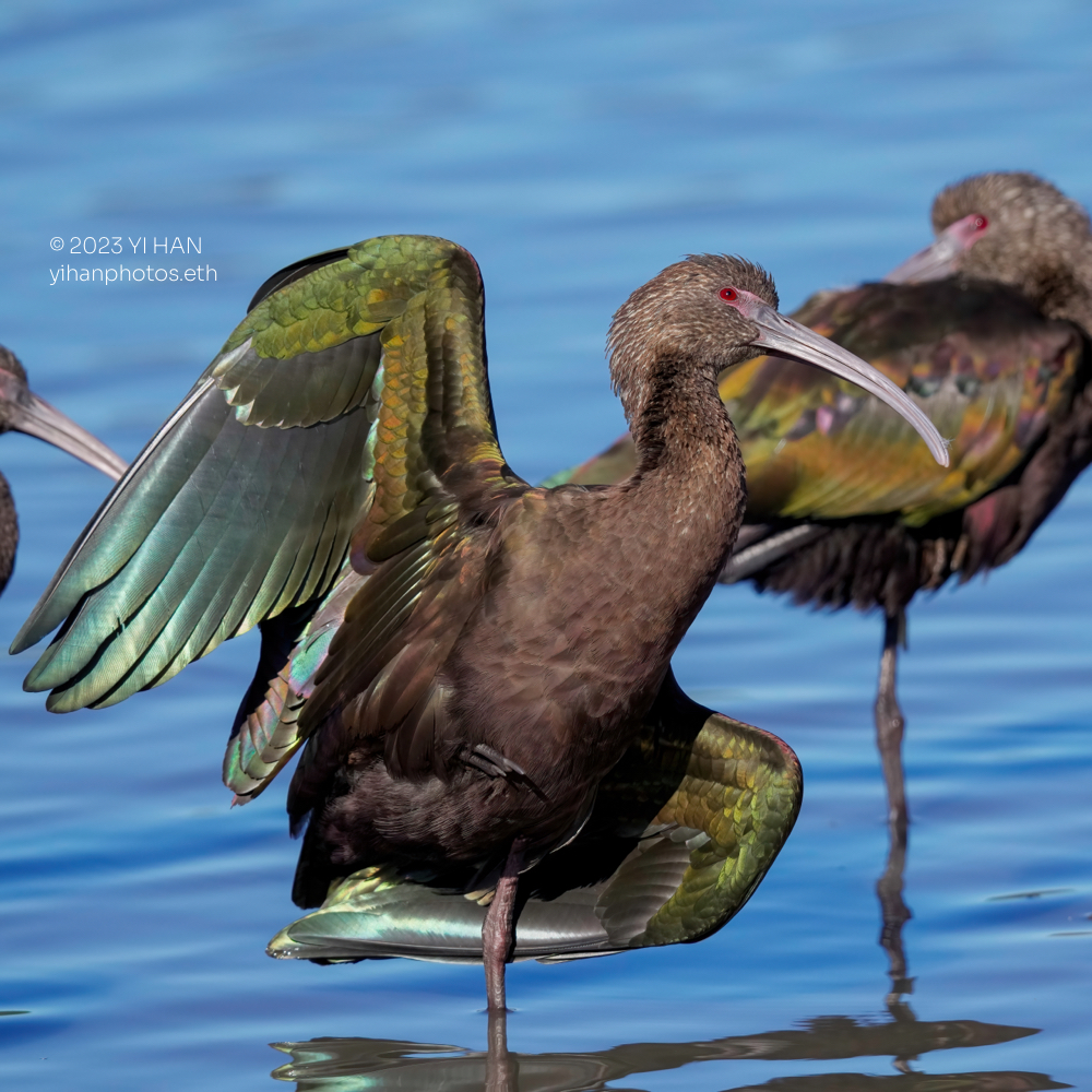 white_faced_ibis_2