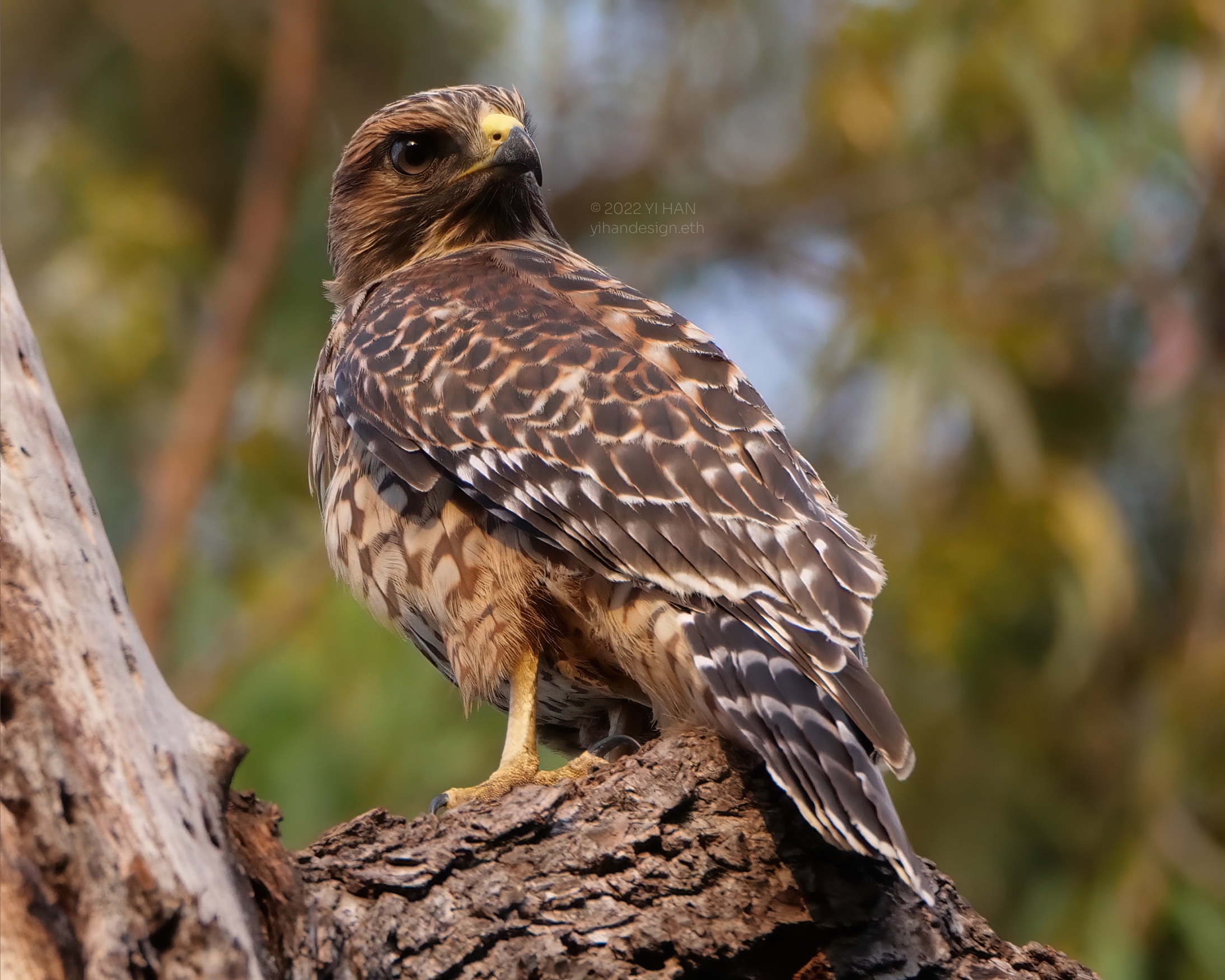 red shouldered hawk_4.jpg