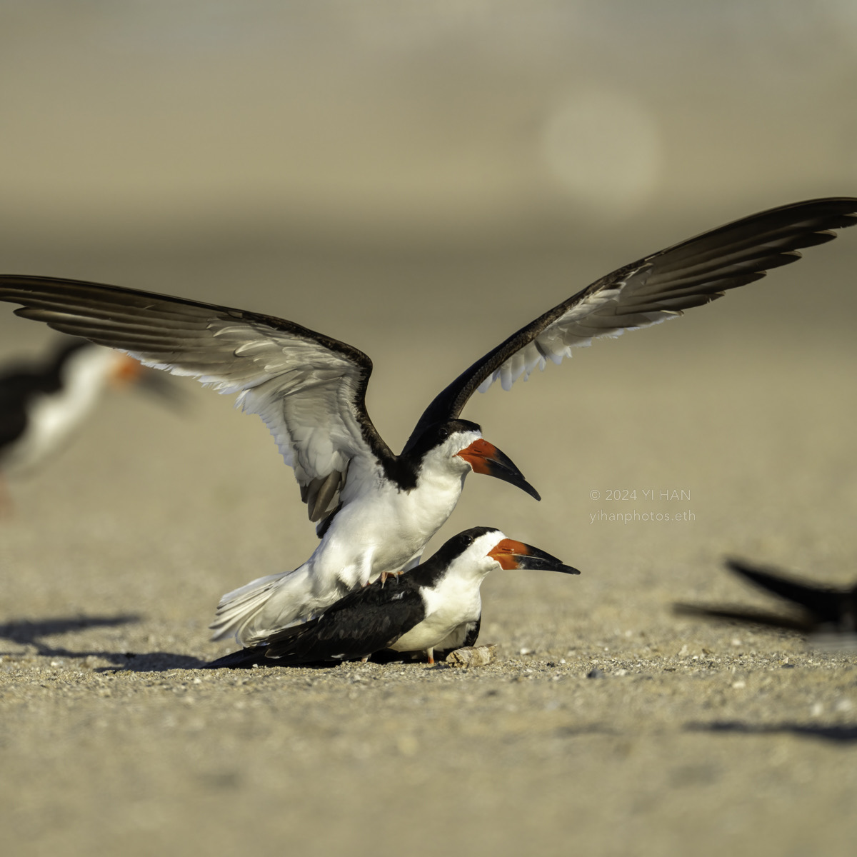 black-skimmer-1