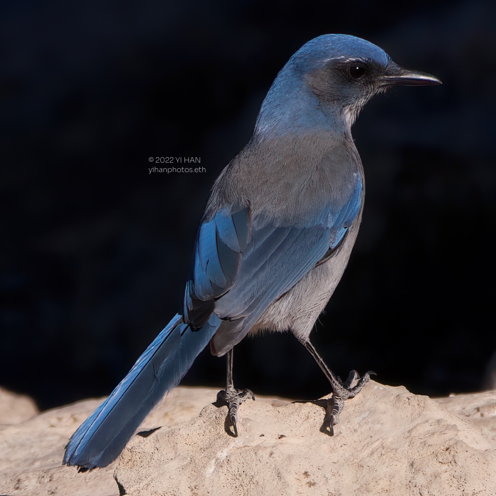 woodhouse's_scrub_jay