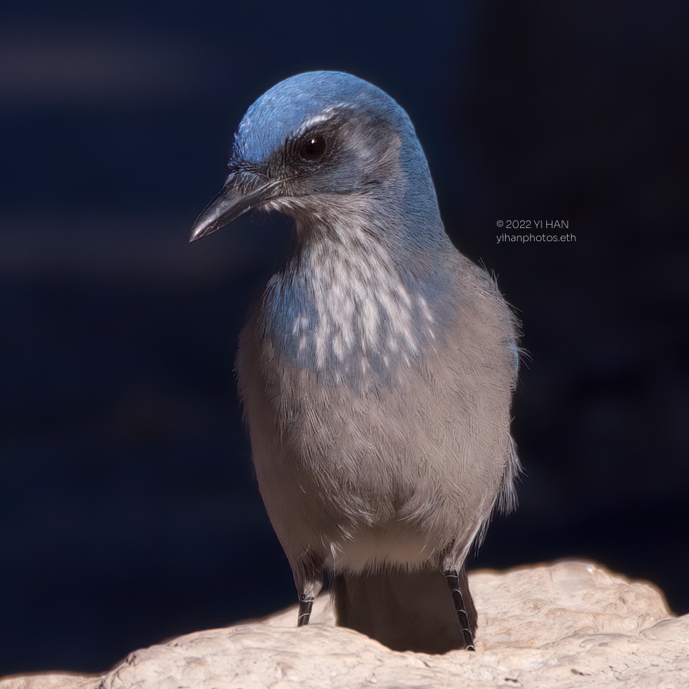 woodhouse's_scrub_jay_2