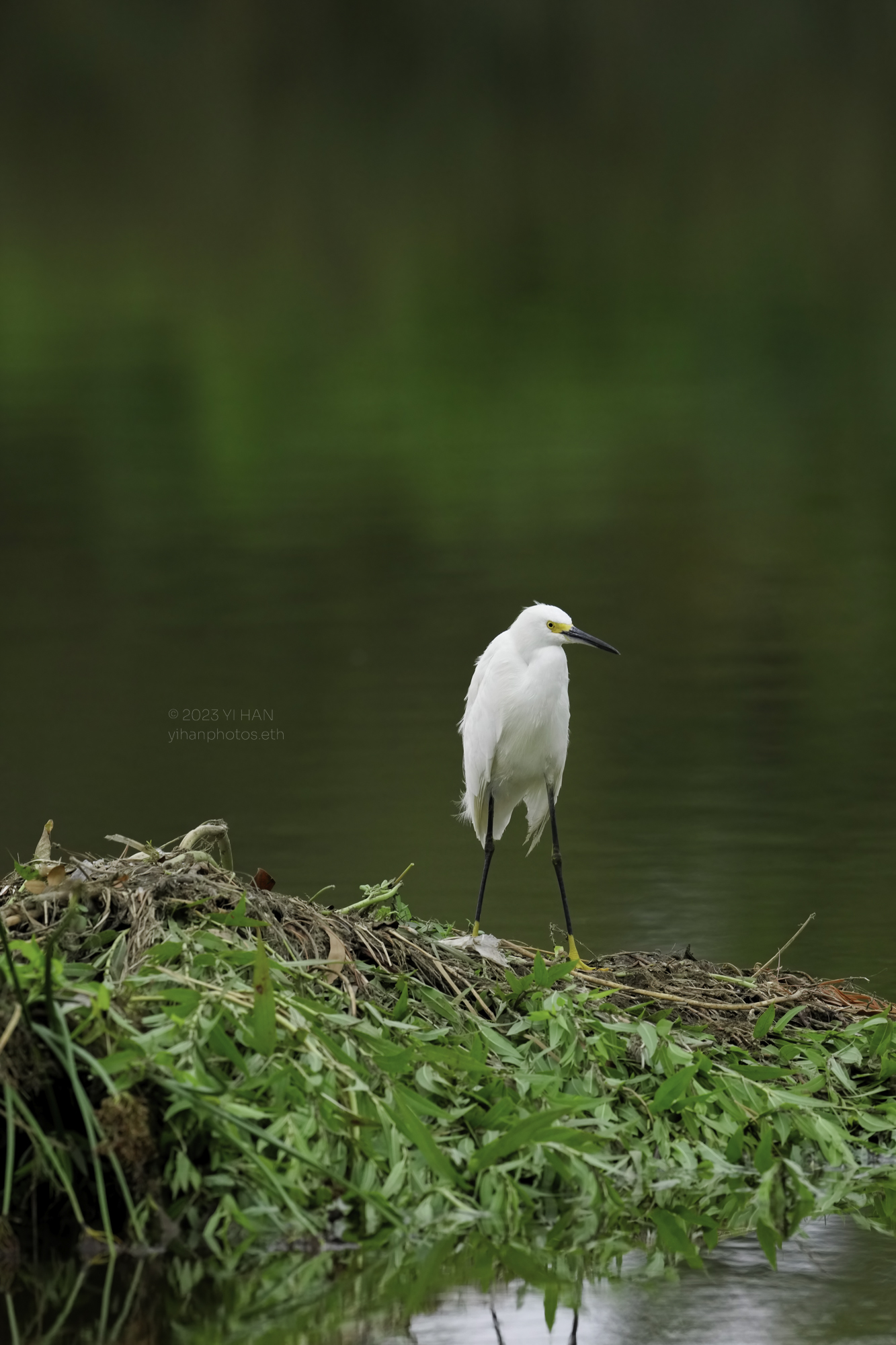 snowy_egret_1