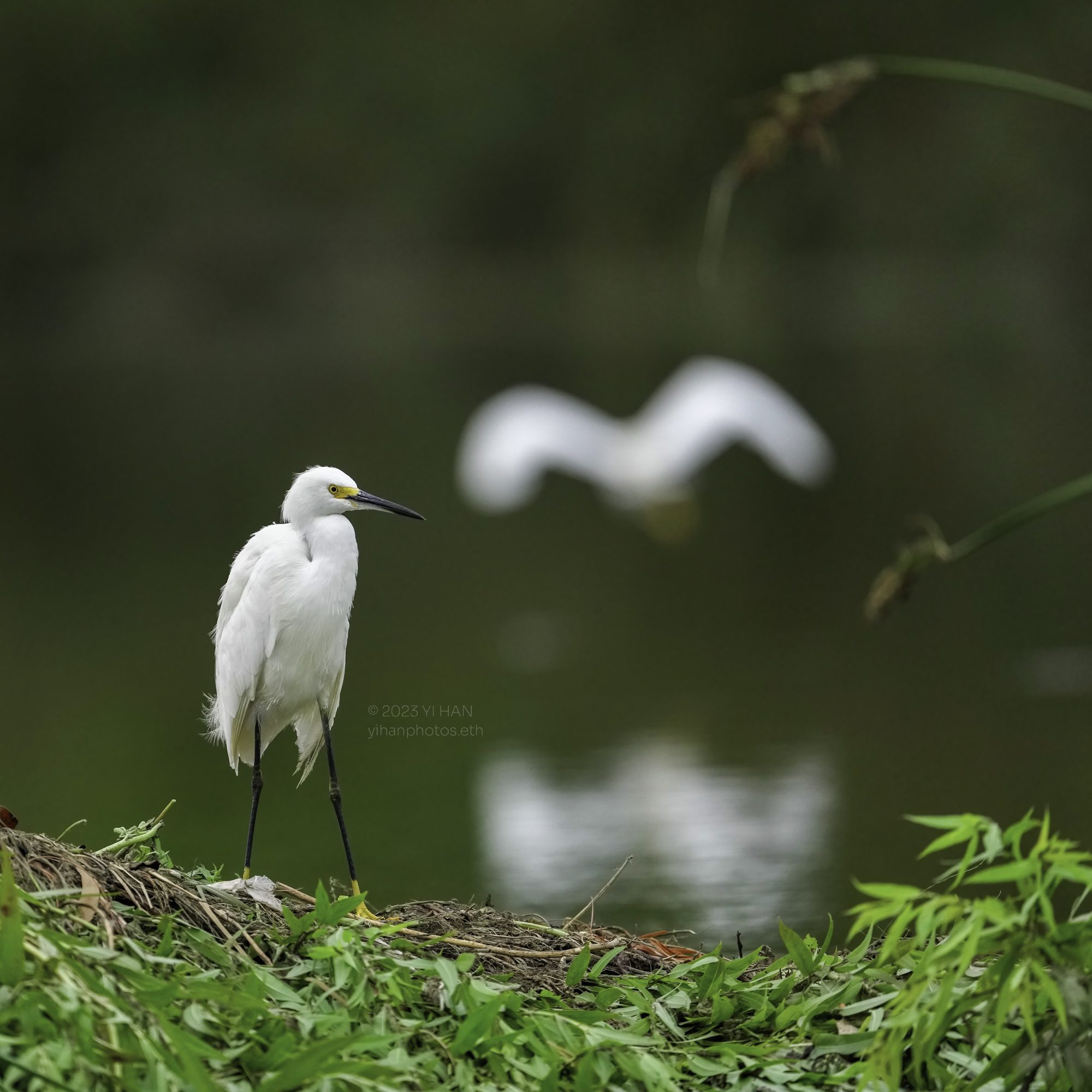 snowy_egret_2