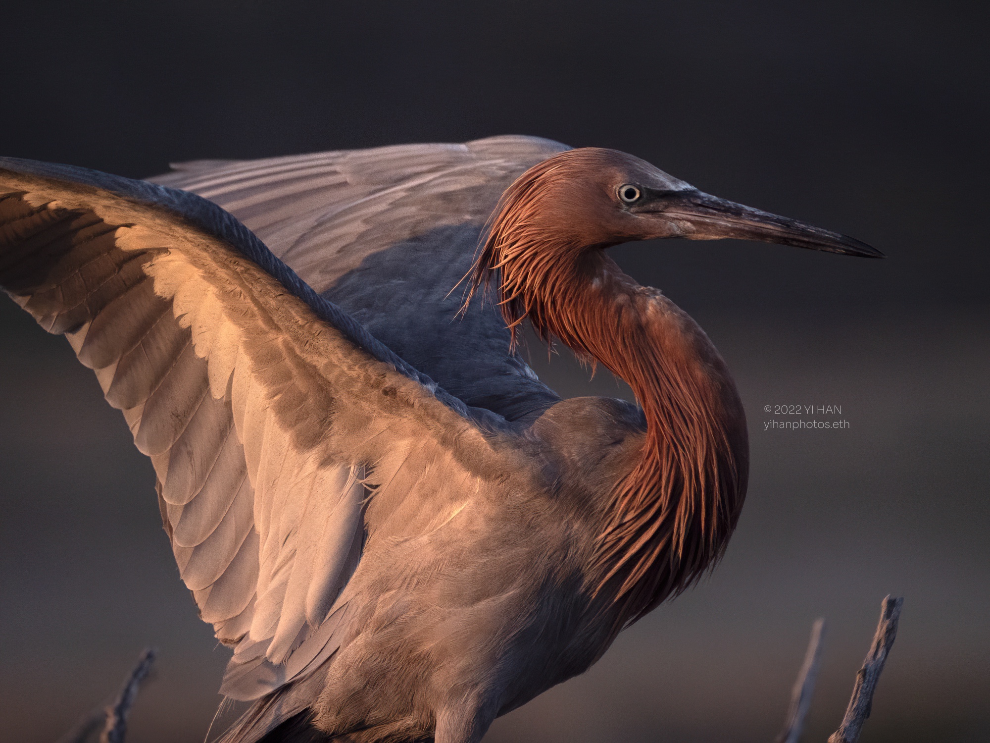 reddish_egret_3