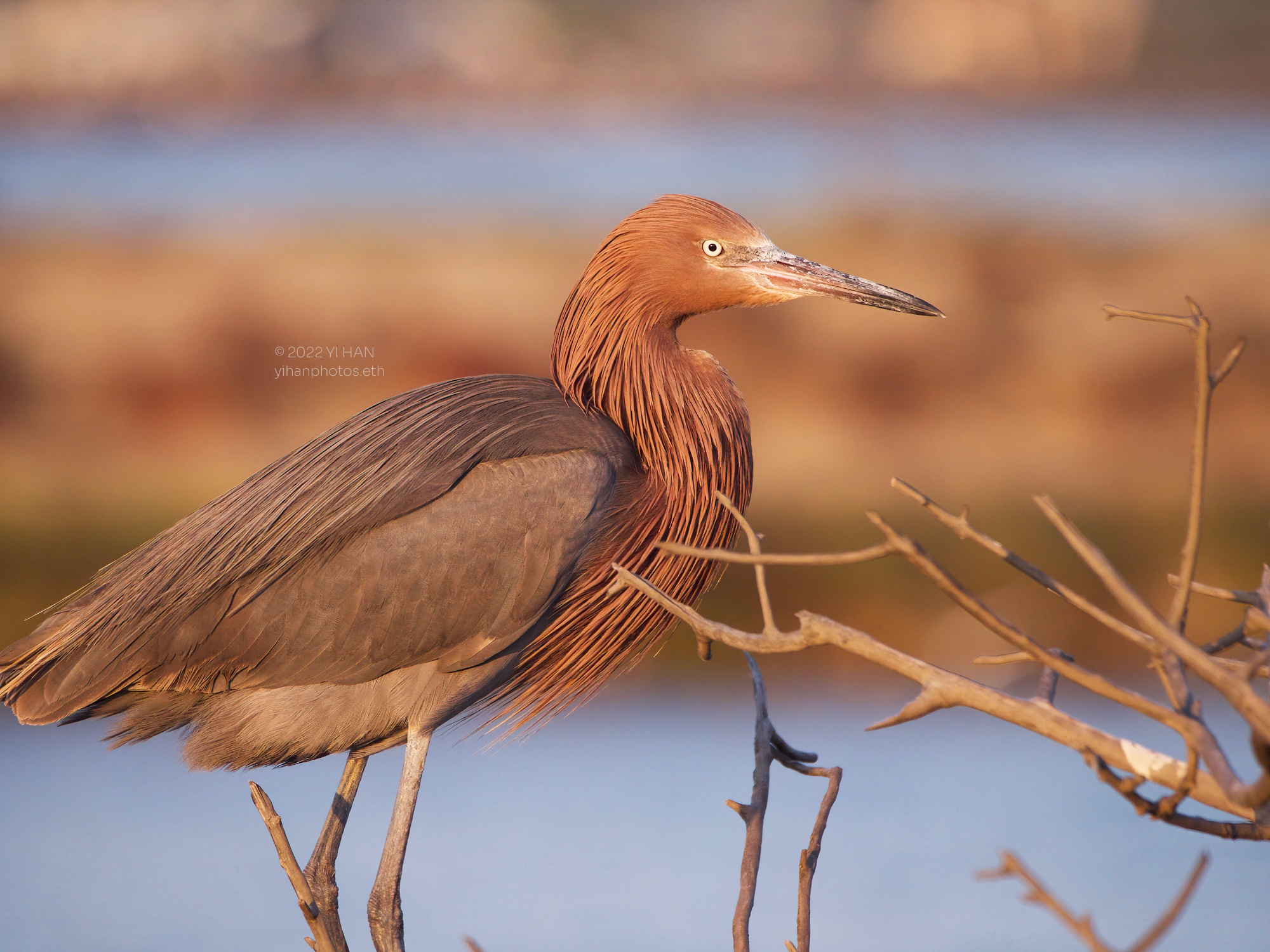 reddish_egret_4