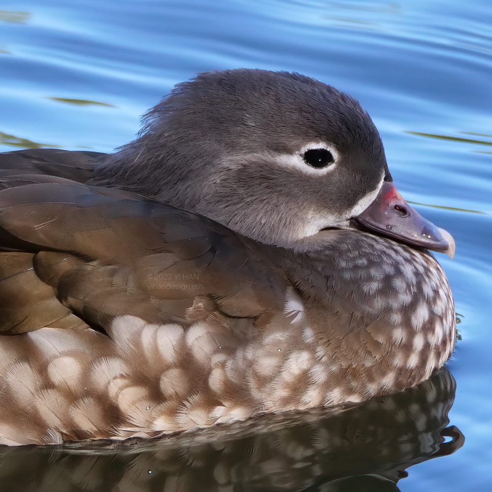 mandarin duck_3.jpg