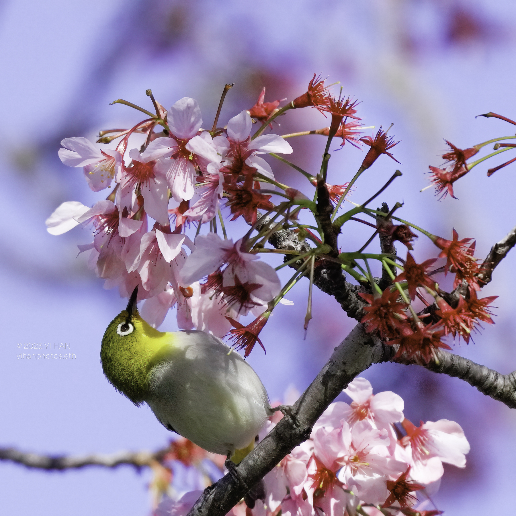 swinhoea_white_eye_4