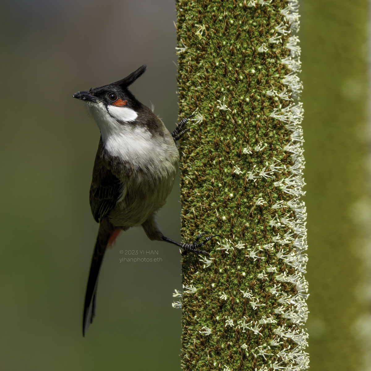 red_whiskered_bulbul_1