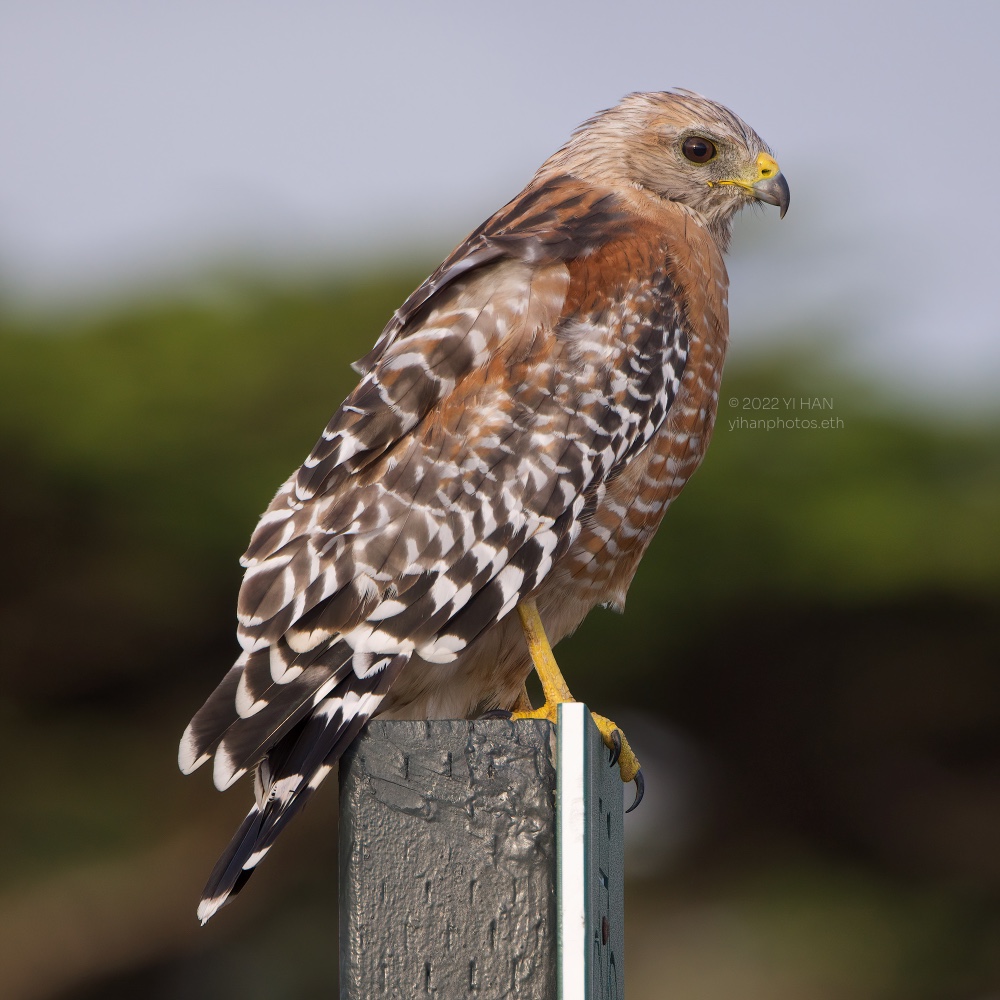 Red-shouldered Hawk.jpg