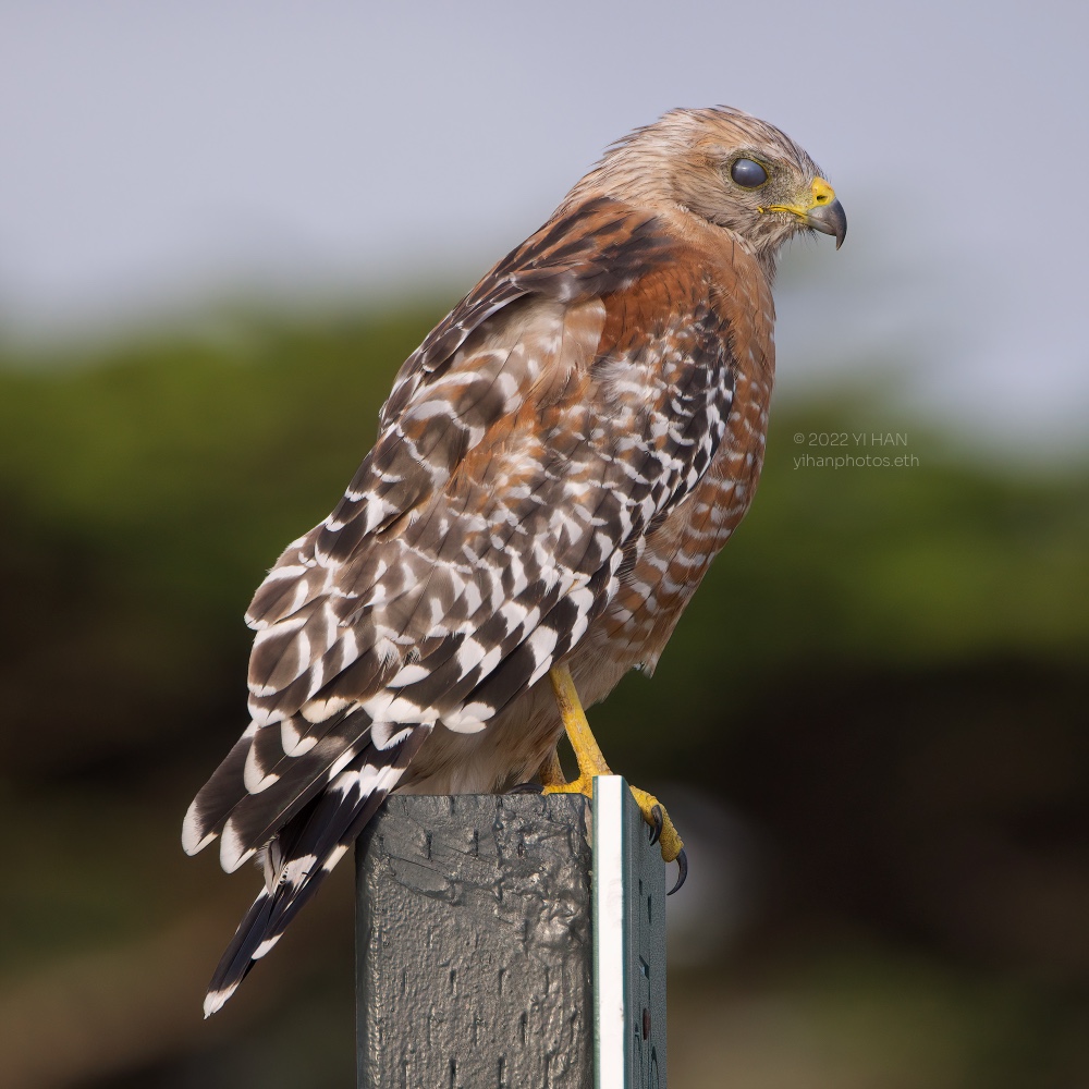 Red-shouldered Hawk_2.jpg