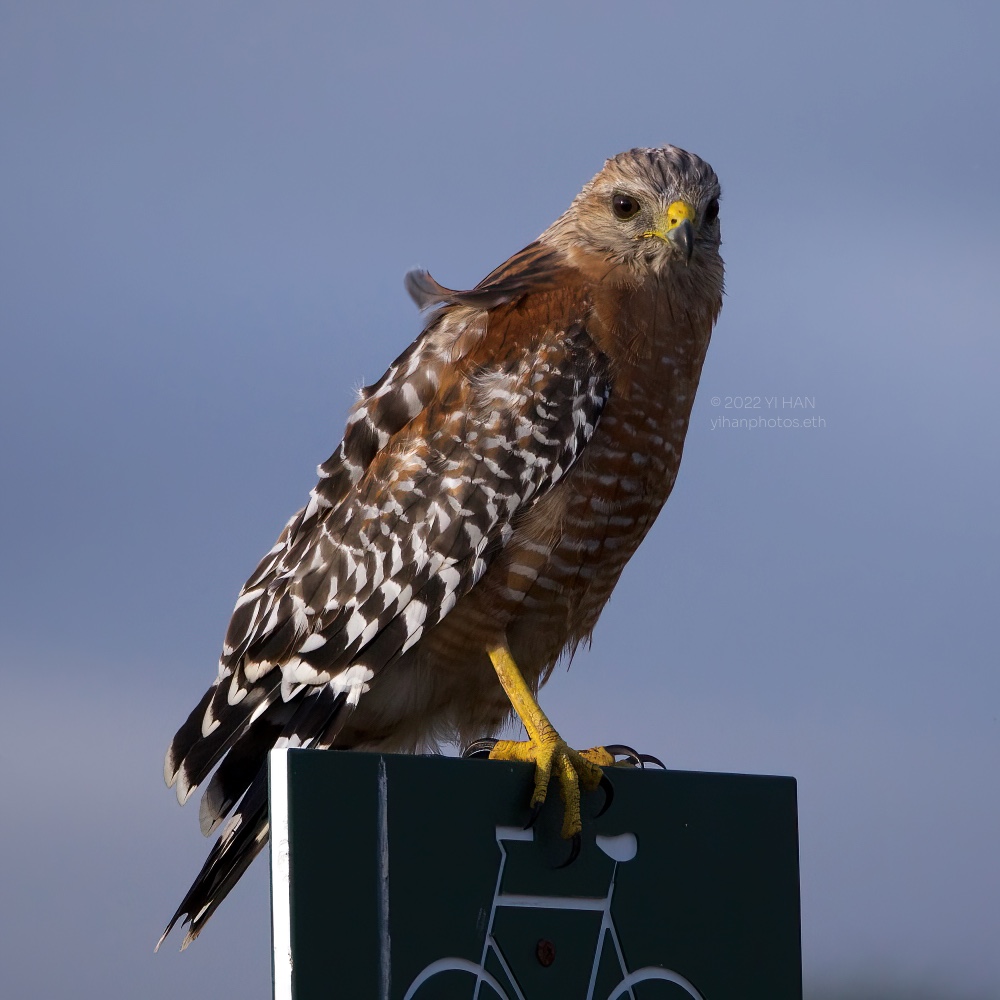 Red-shouldered Hawk_3.jpg