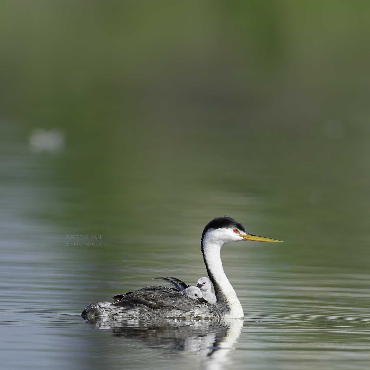 western_grebe_2