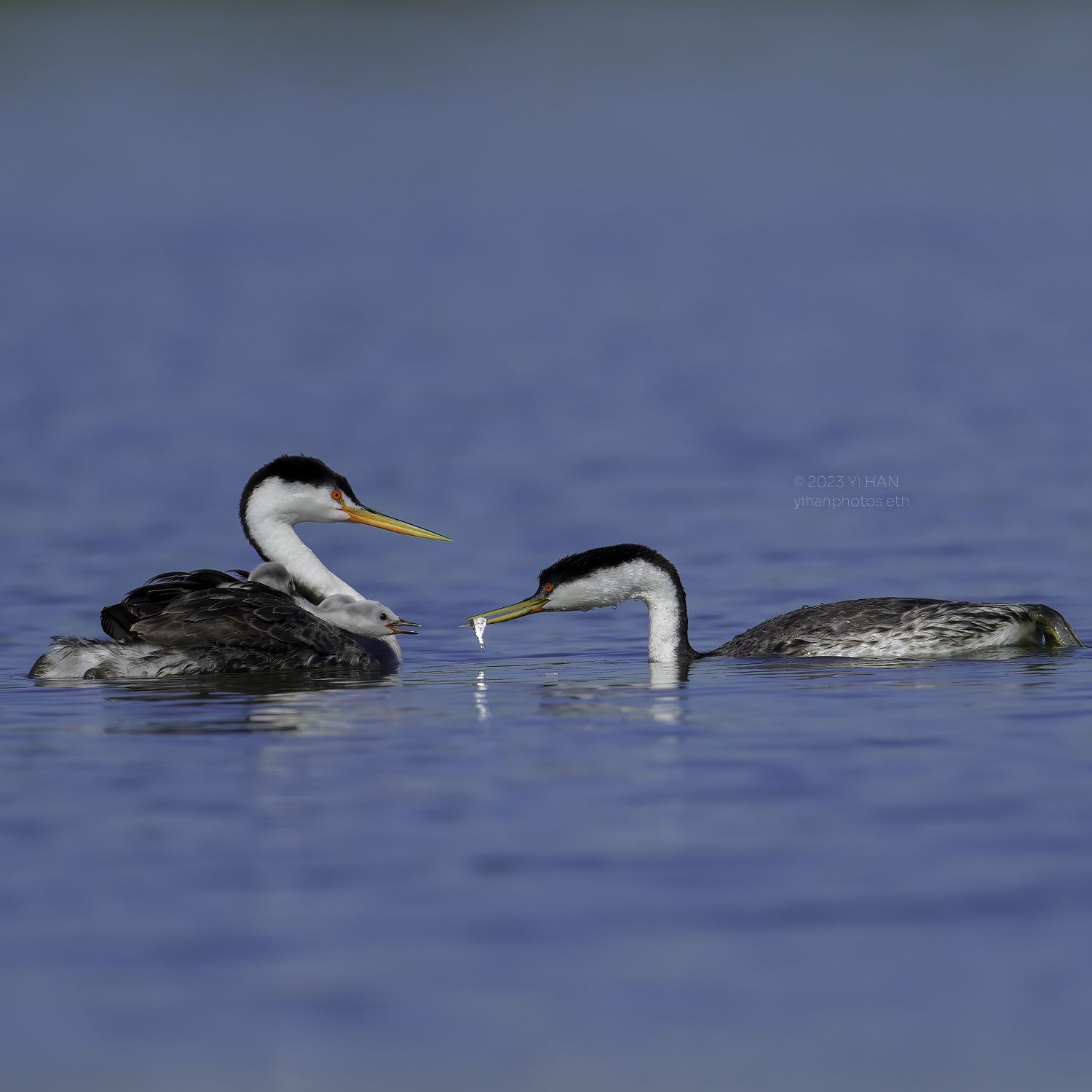 western_grebe_4