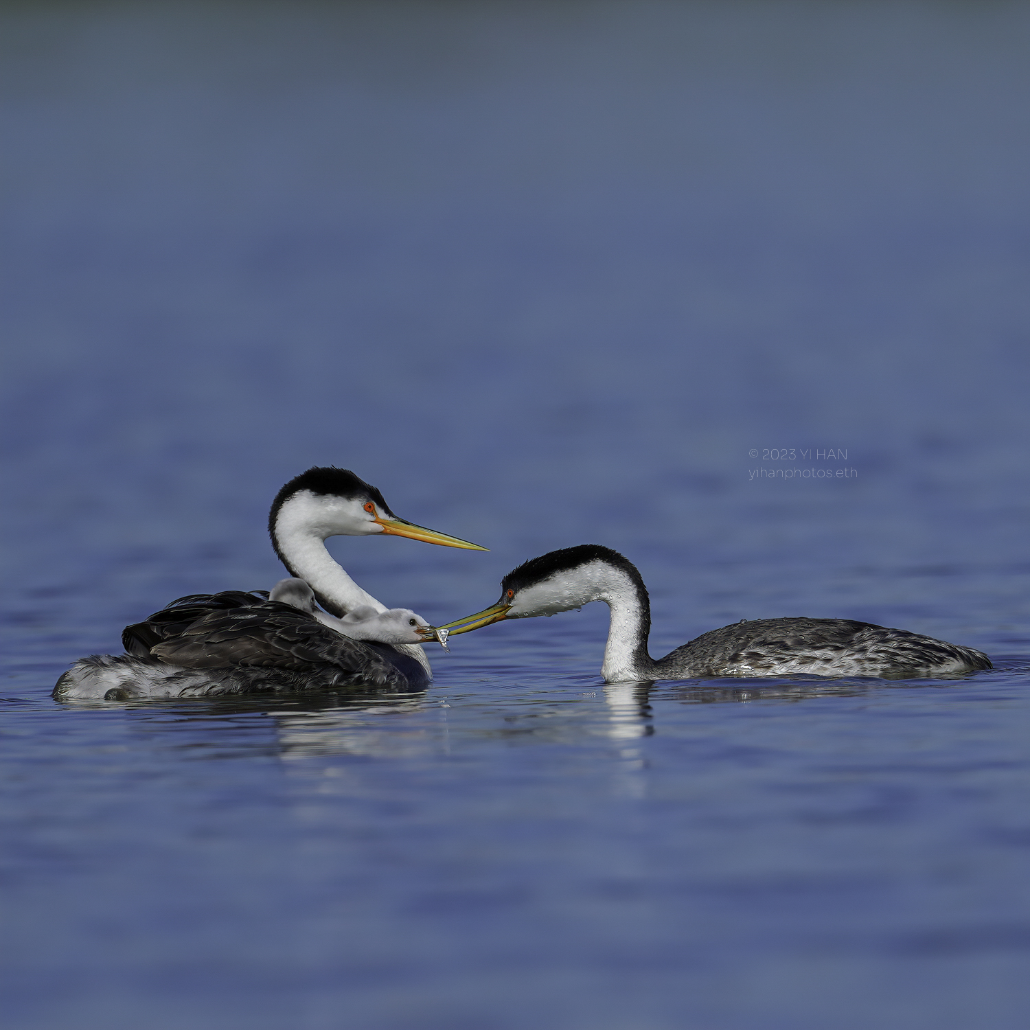 western_grebe_5