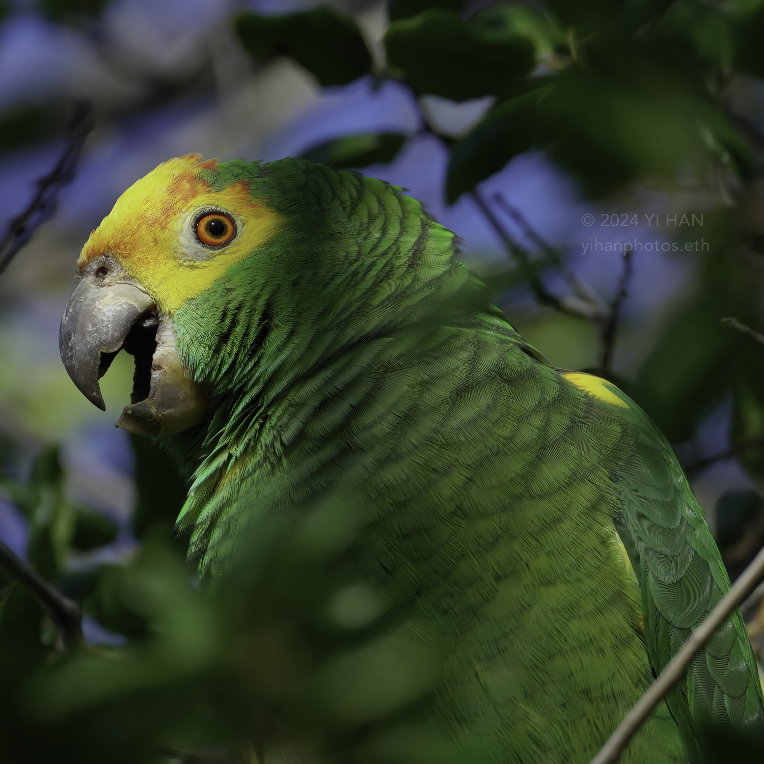 yellow-headed_amazon_1