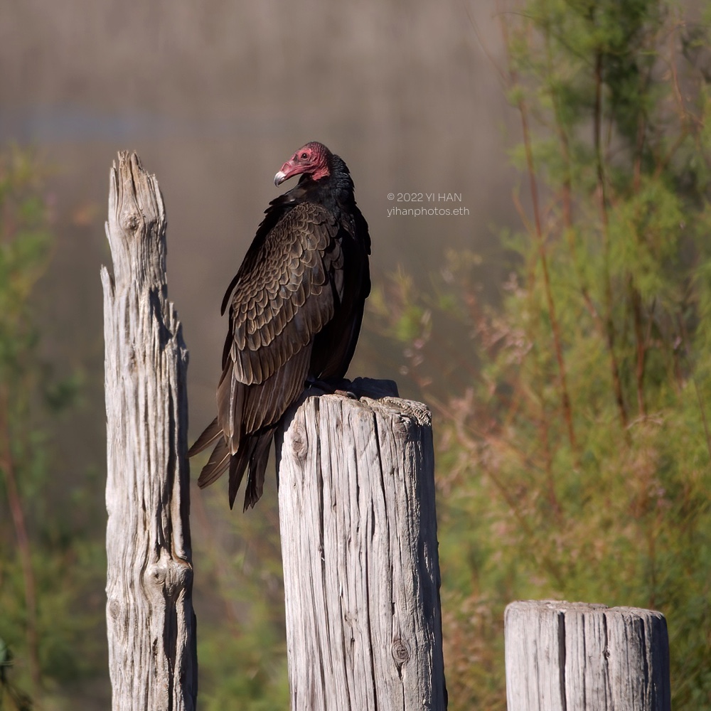 turkey_vulture_nov_1