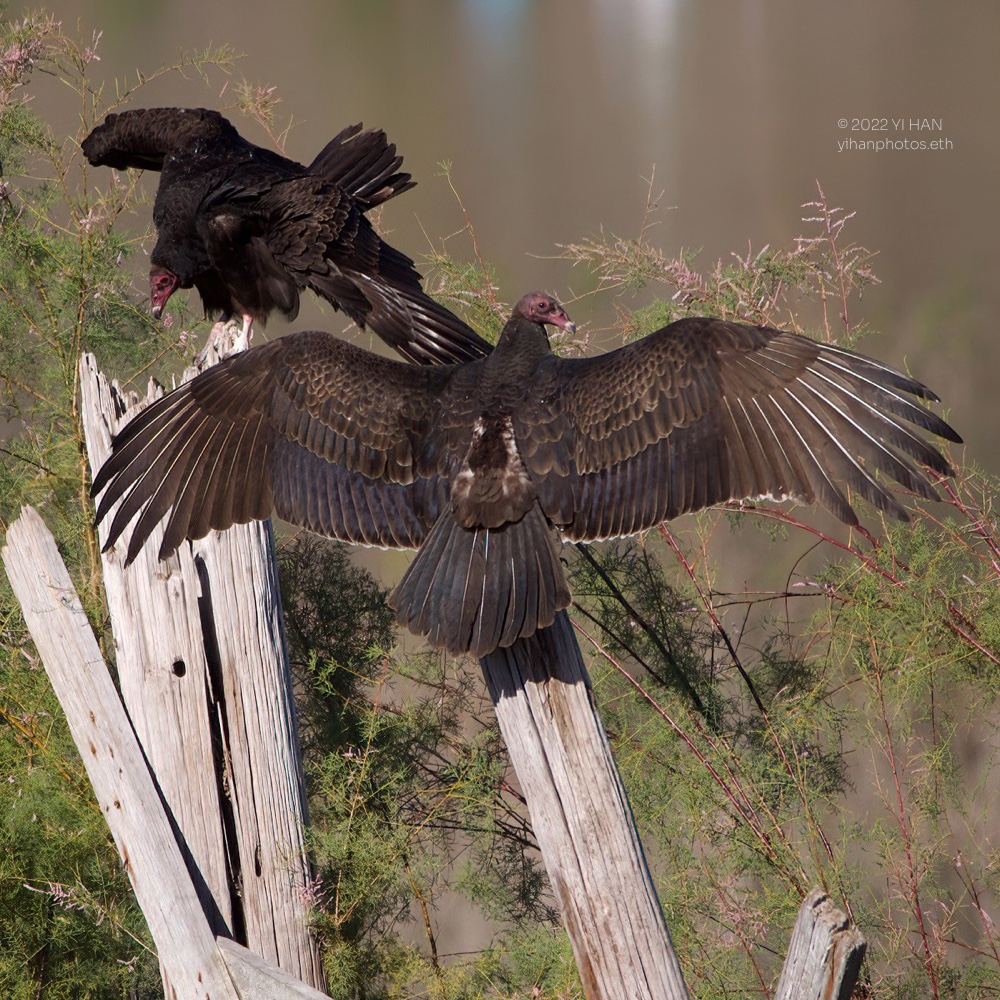 turkey_vulture_nov_2