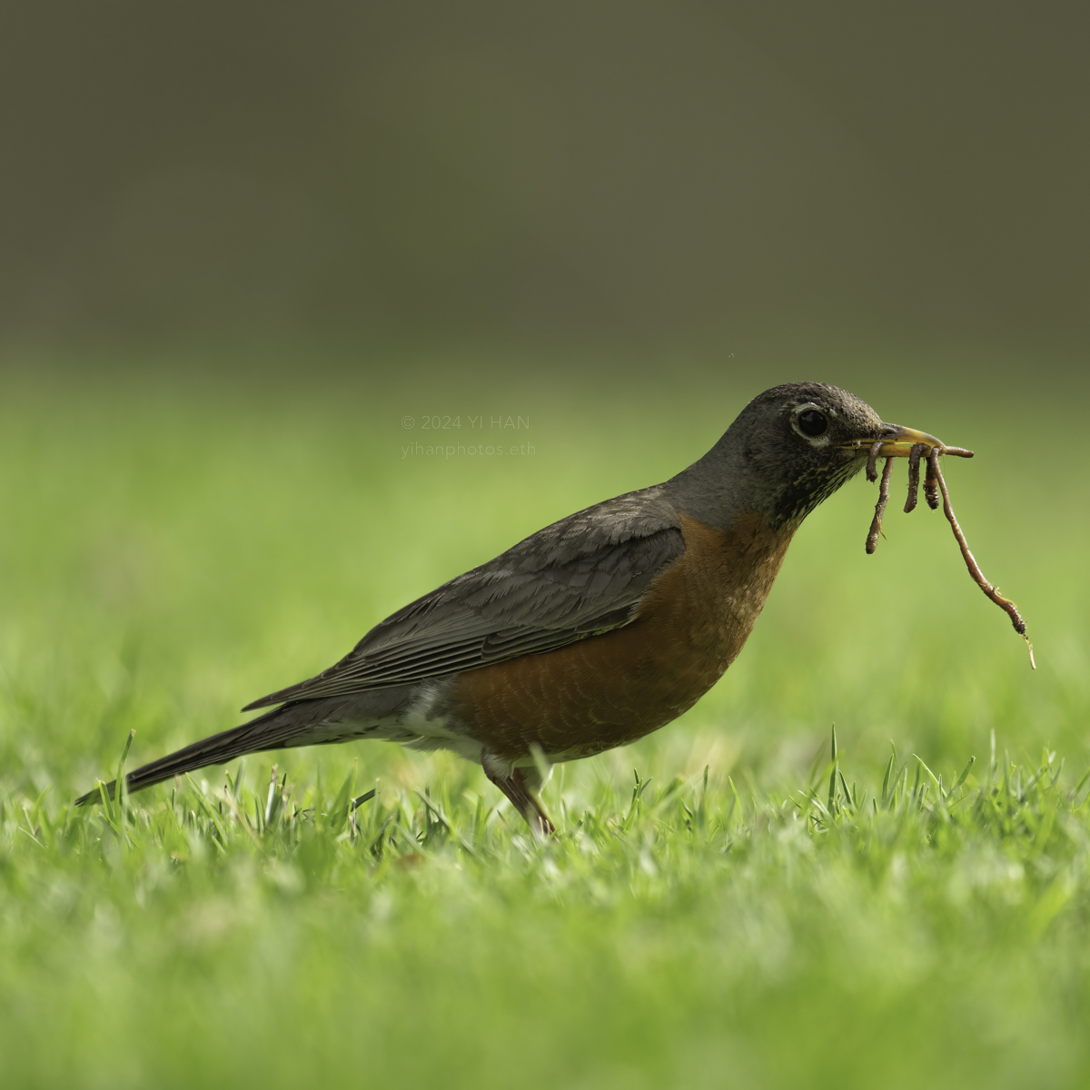 american-robin-female-4