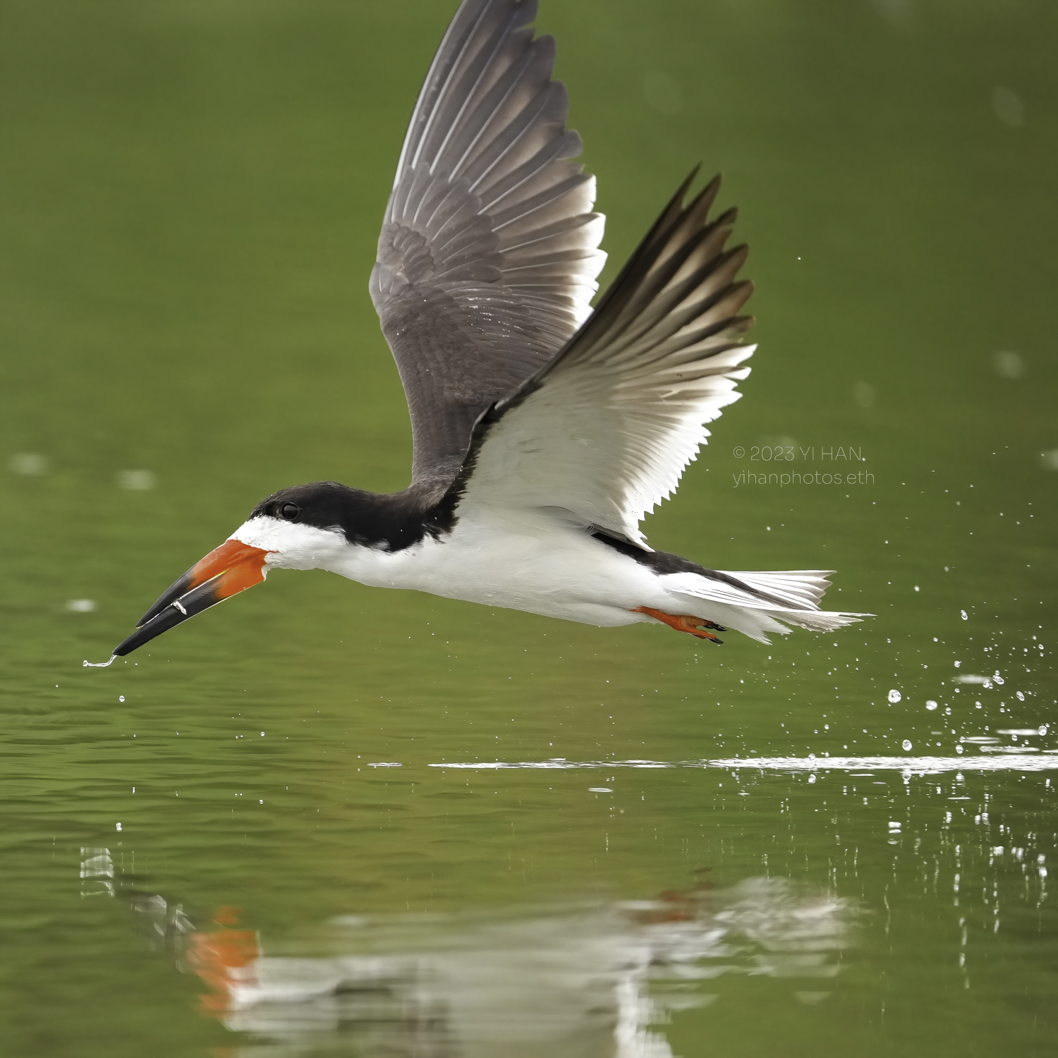 black_skimmer_2