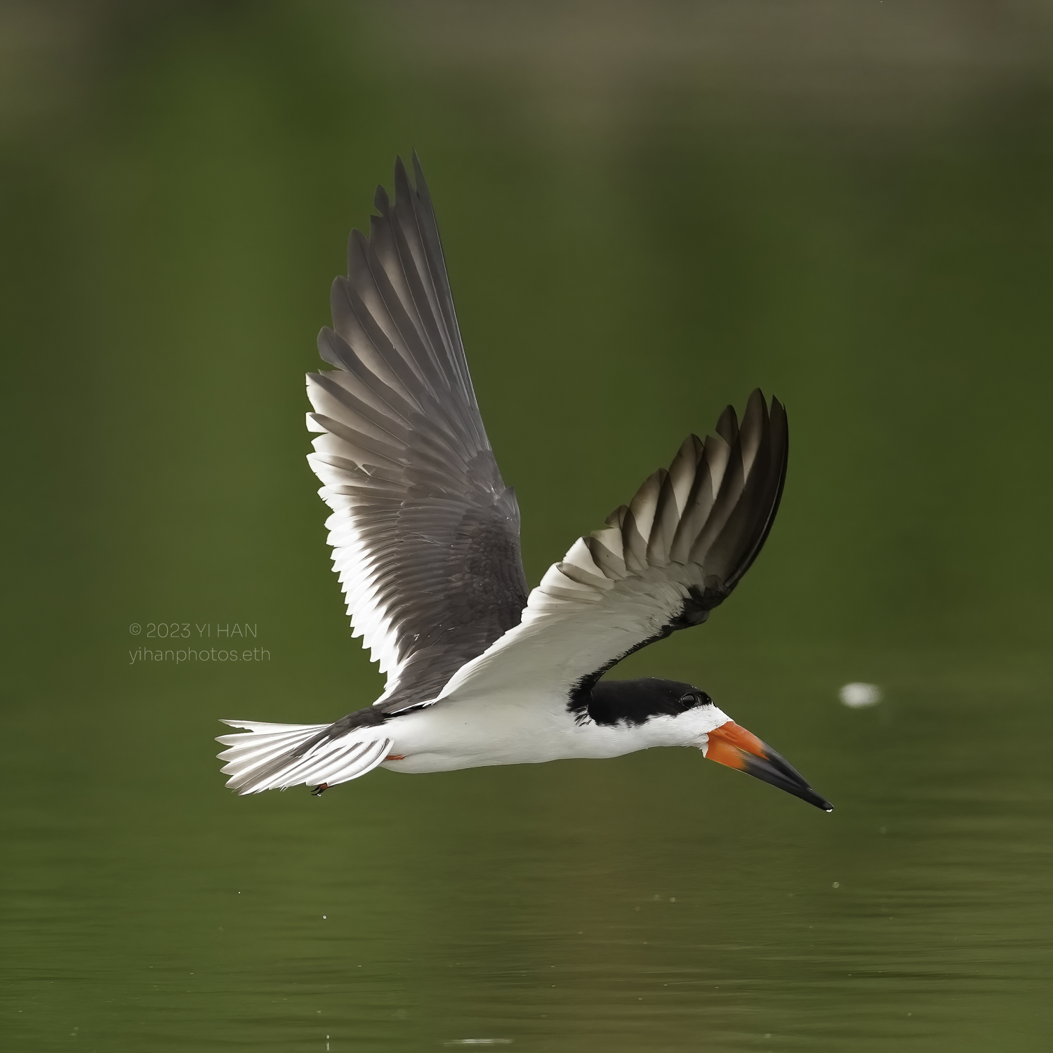 black_skimmer_3