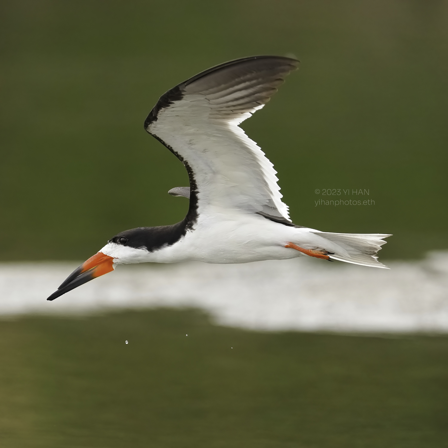 black_skimmer_5