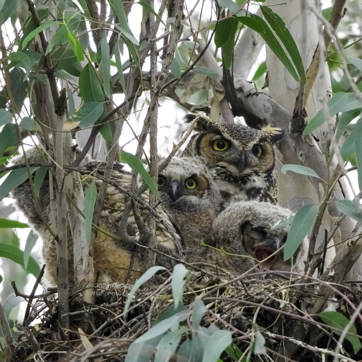 great_horned-owl_2