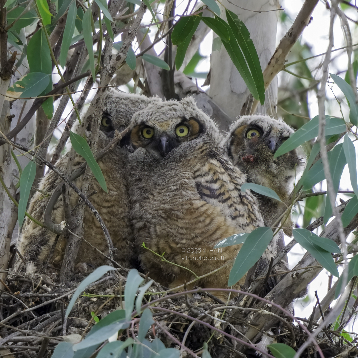 great_horned-owl_3