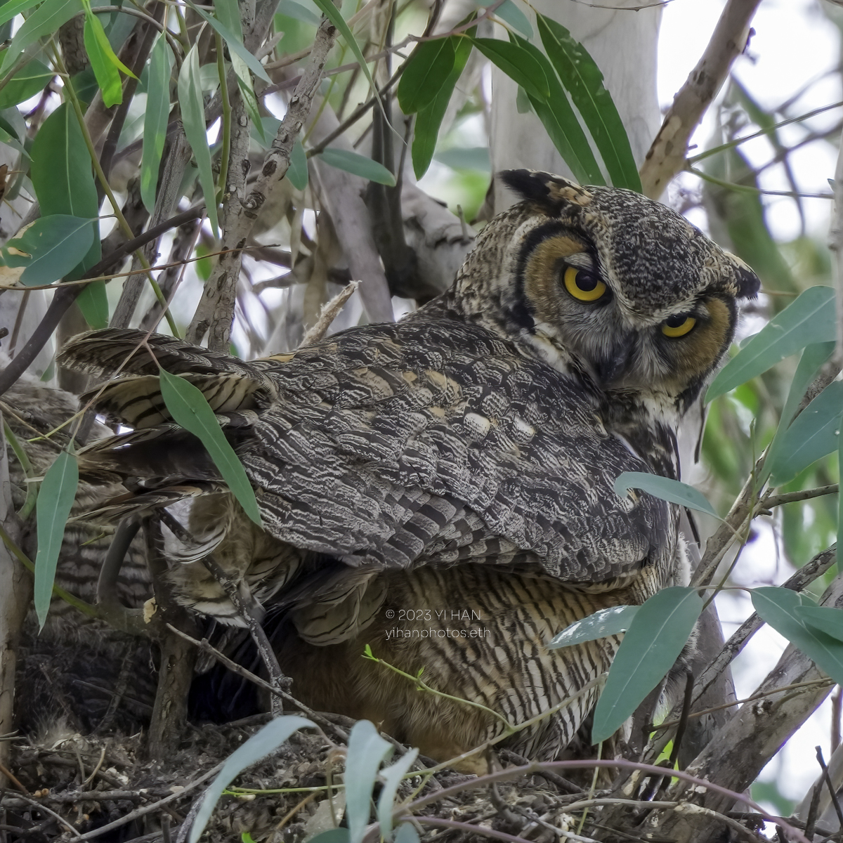 great_horned-owl_7