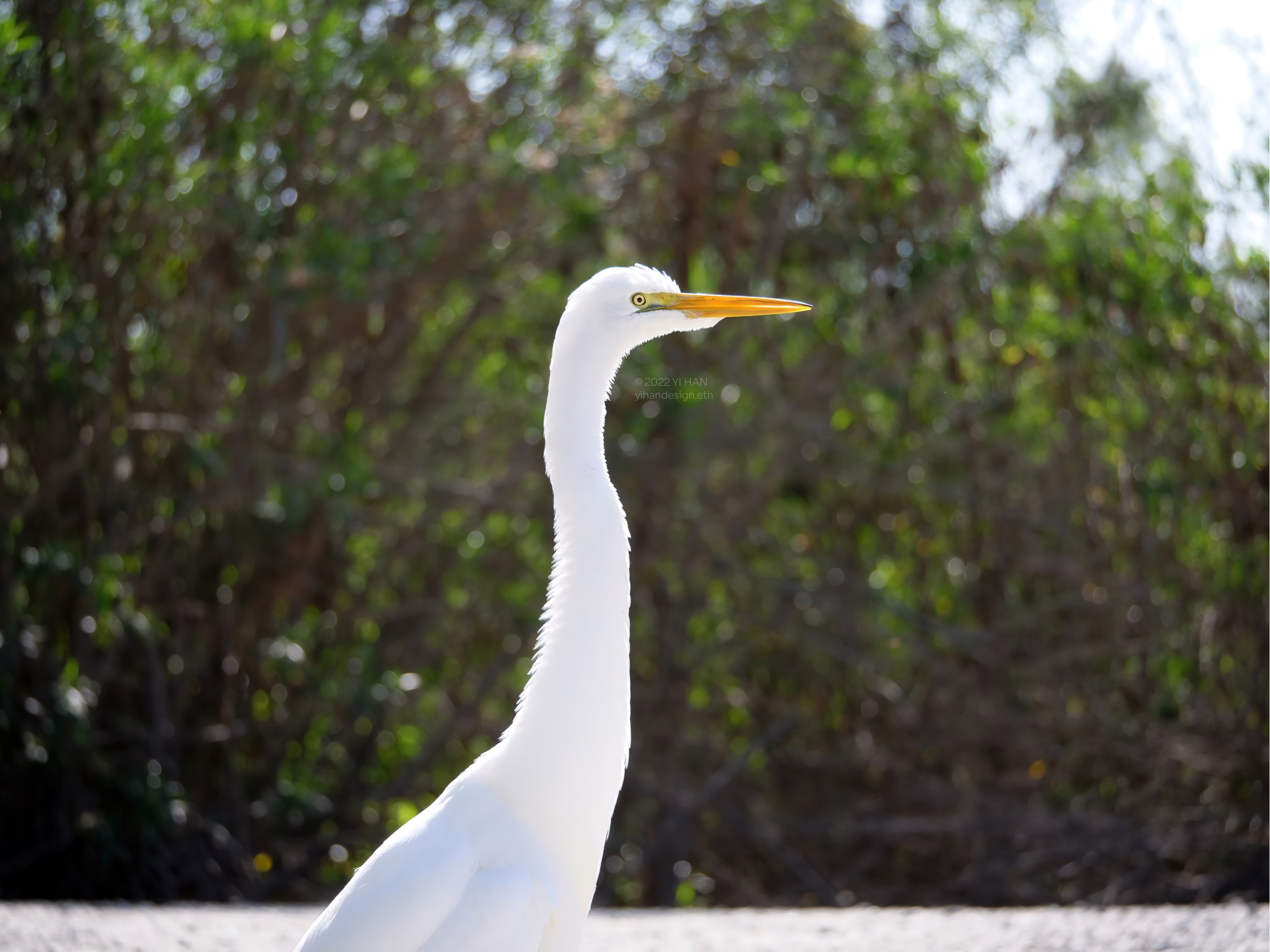 Great Egret.jpg