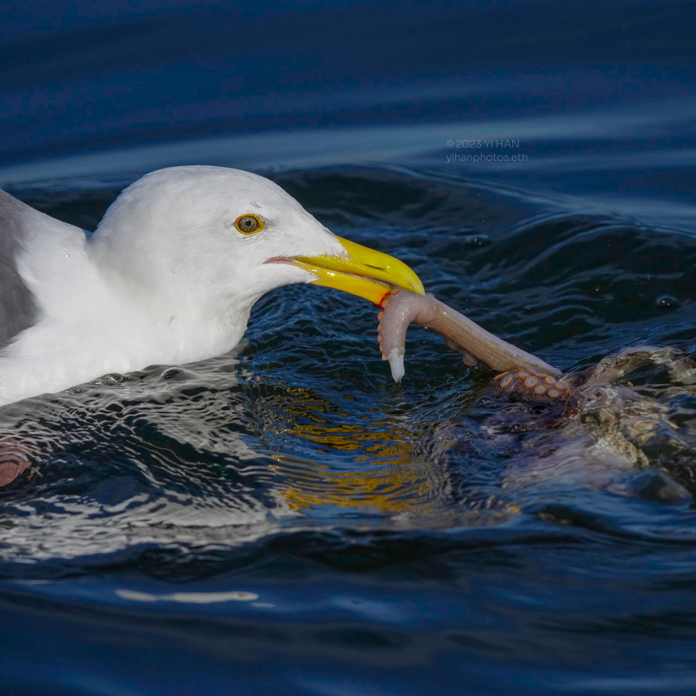 western_gull_2