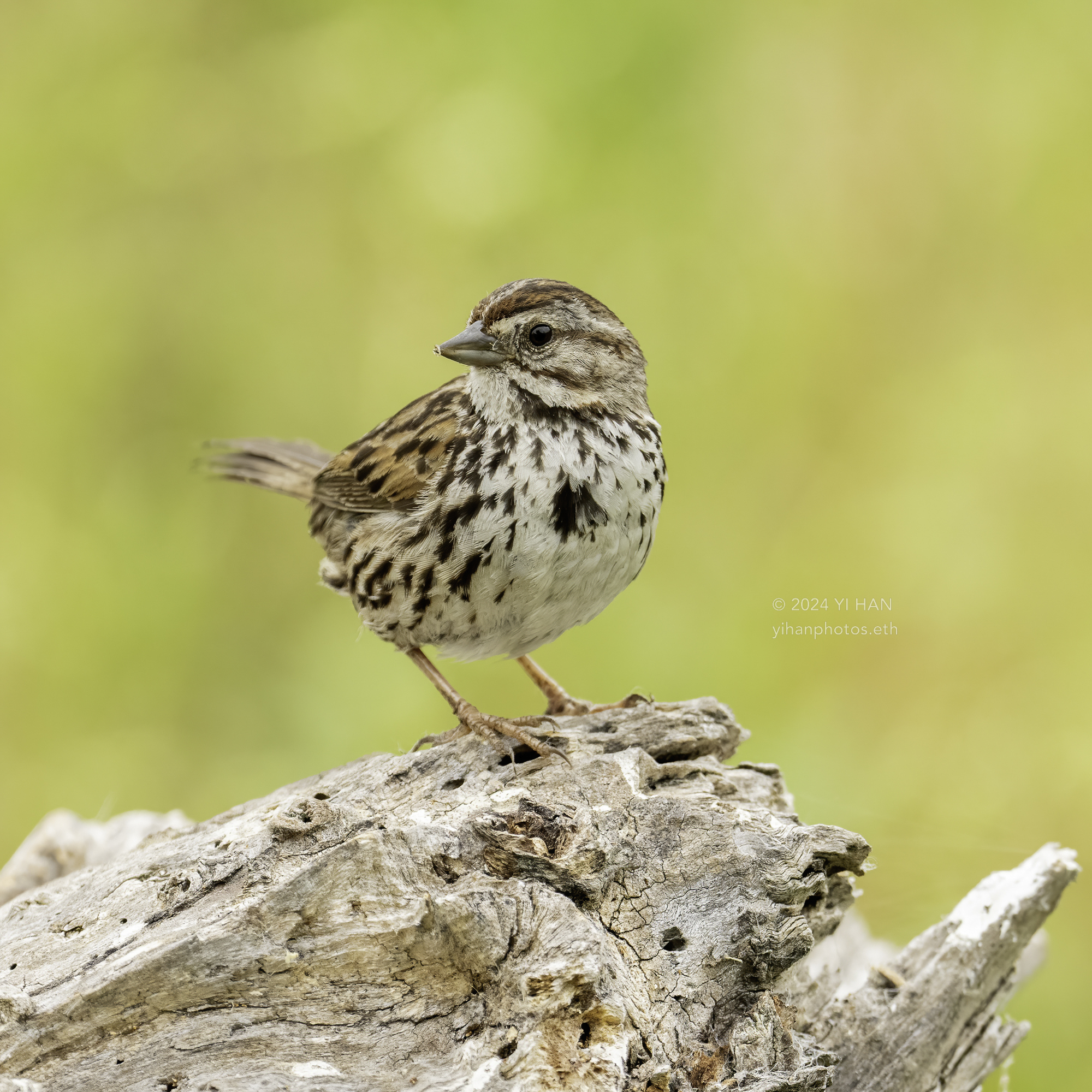 song-sparrow-1