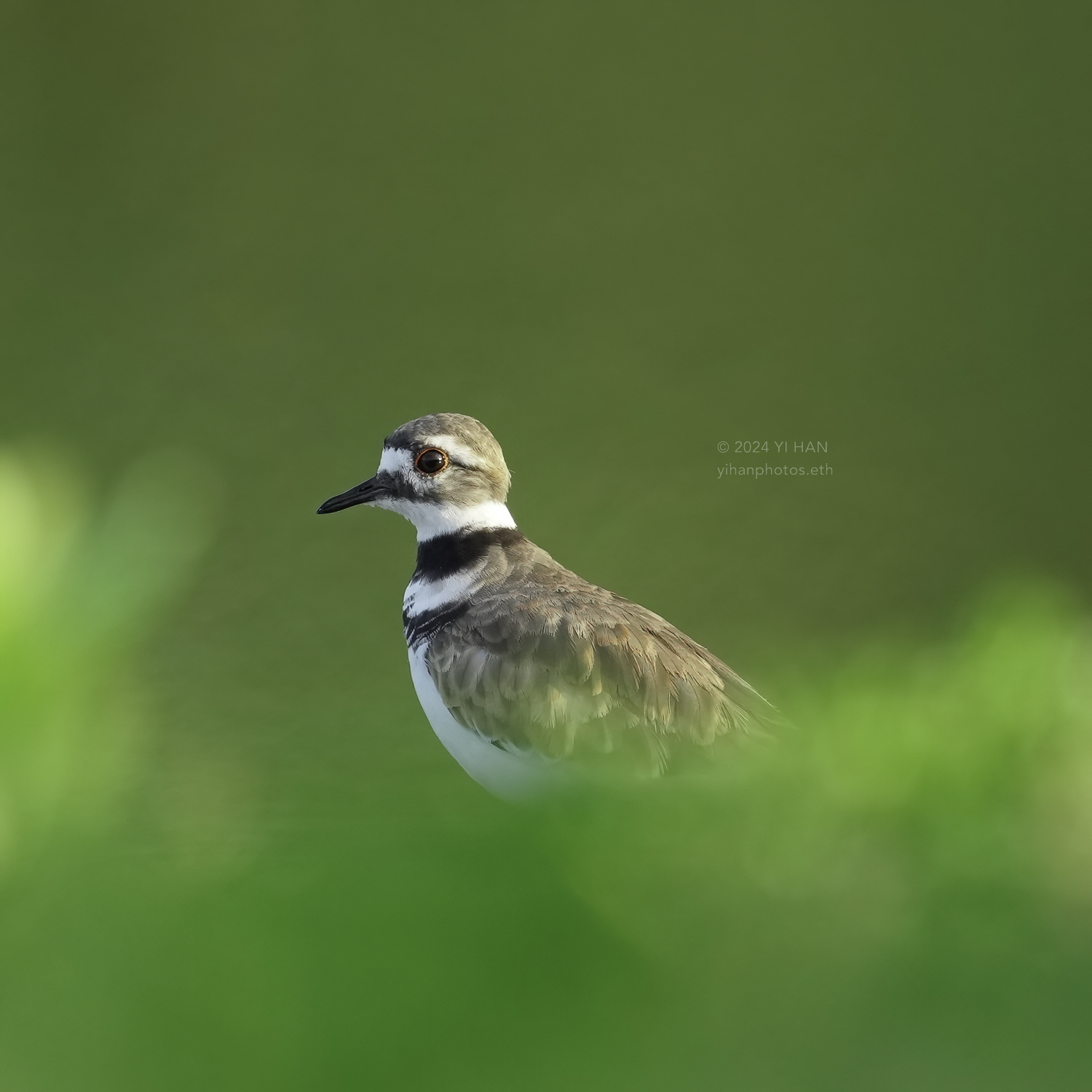 killdeer_in_green