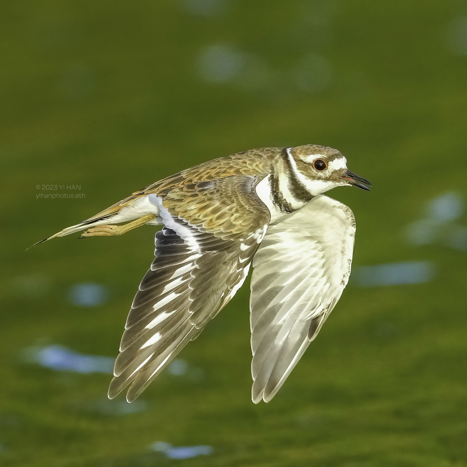 killdeer_4